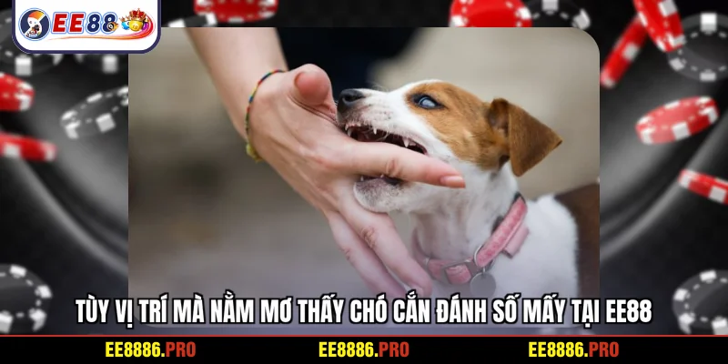 Tùy vị trí mà nằm mơ thấy chó cắn đánh số mấy tại EE88